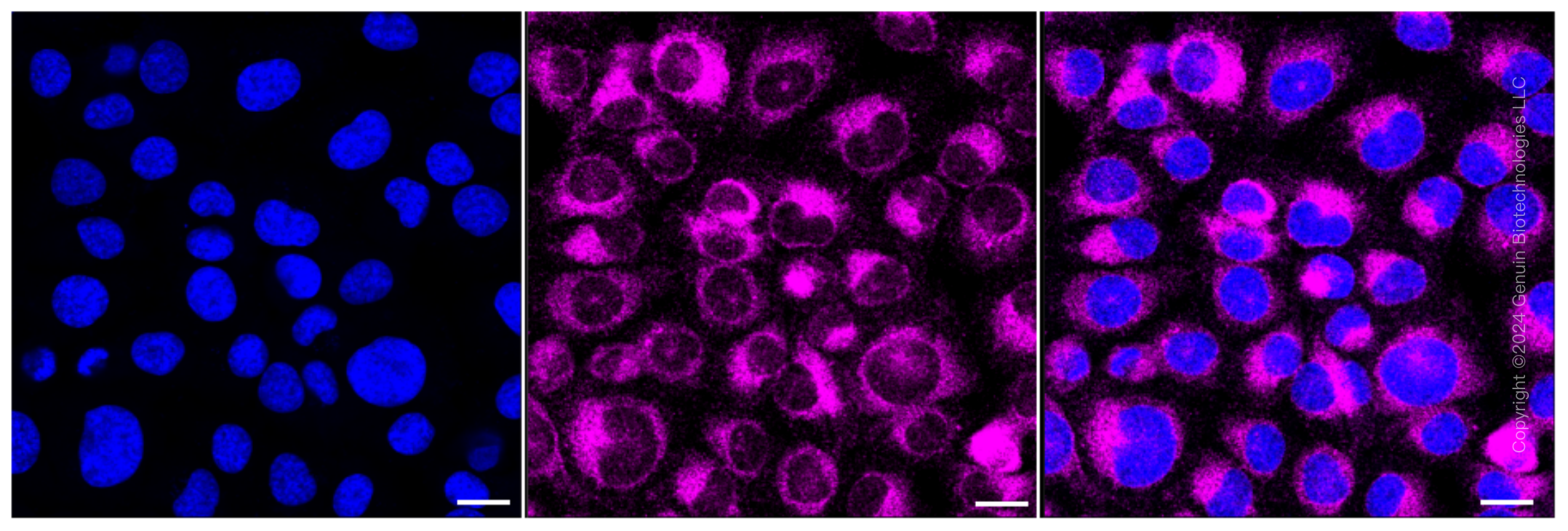 KD-Validated Anti-NSDHL Rabbit Monoclonal Antibody ABG1610