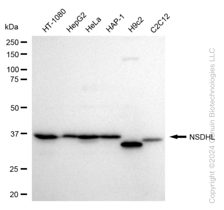 KD-Validated Anti-NSDHL Rabbit Monoclonal Antibody ABG1610