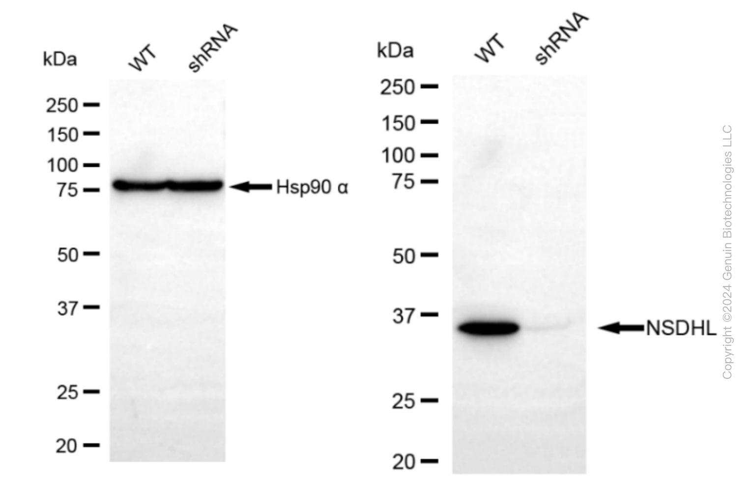 KD-Validated Anti-NSDHL Rabbit Monoclonal Antibody ABG1610