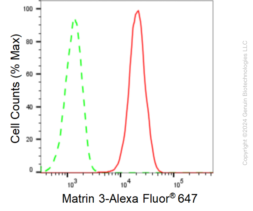 KD-Validated Anti-Matrin 3 Rabbit Monoclonal Antibody ABG1611