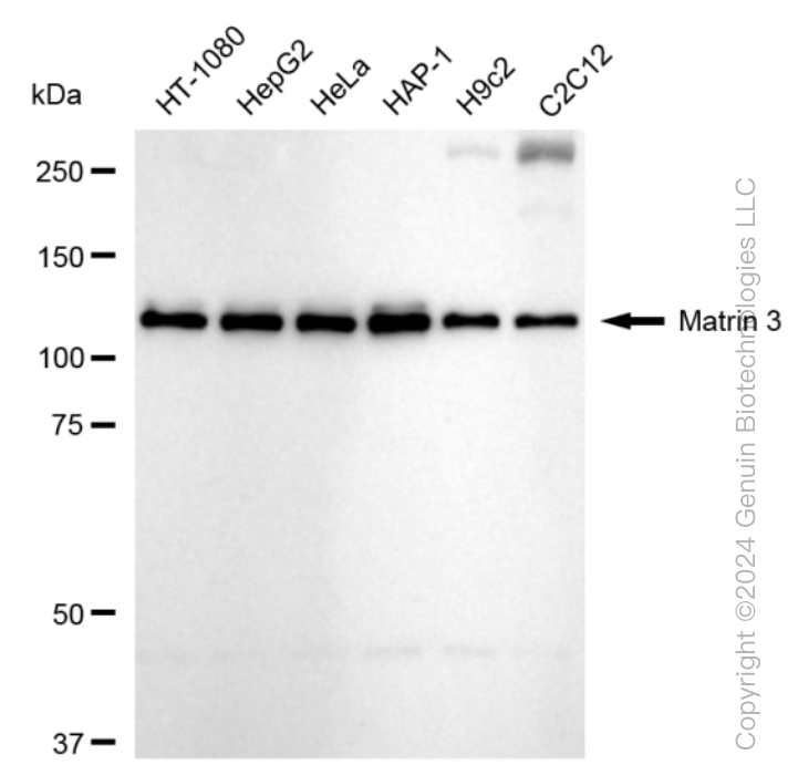 KD-Validated Anti-Matrin 3 Rabbit Monoclonal Antibody ABG1611