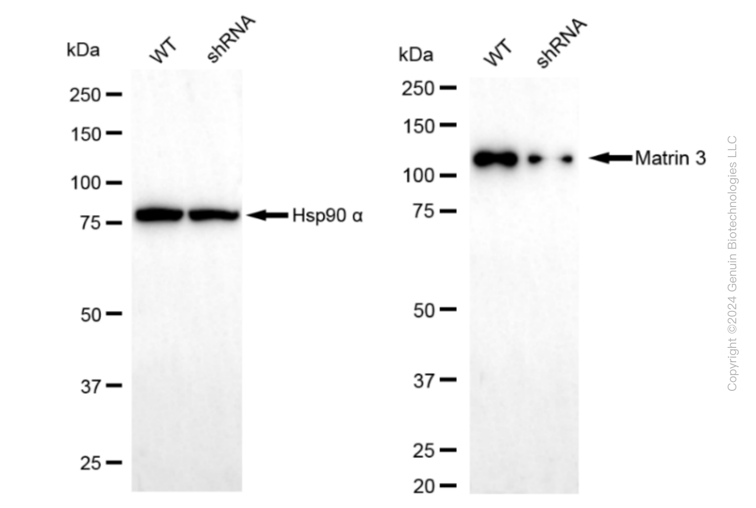 KD-Validated Anti-Matrin 3 Rabbit Monoclonal Antibody ABG1611