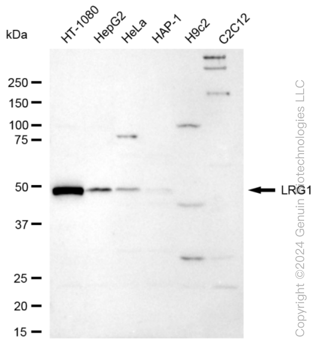 KD-Validated Anti-Leucine Rich Alpha-2-Glycoprotein 1 Rabbit Monoclonal Antibody ABG1612