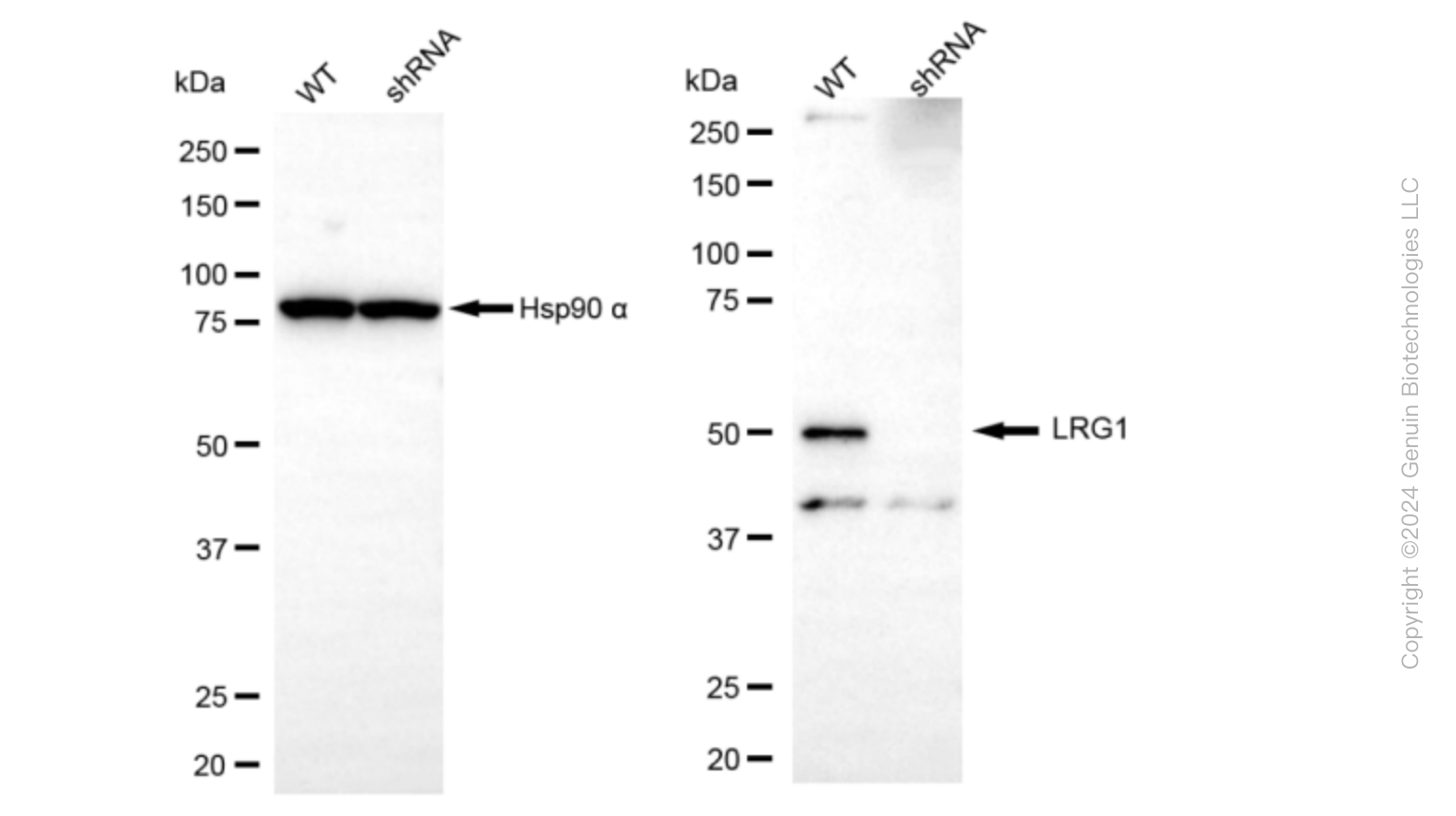 KD-Validated Anti-Leucine Rich Alpha-2-Glycoprotein 1 Rabbit Monoclonal Antibody ABG1612