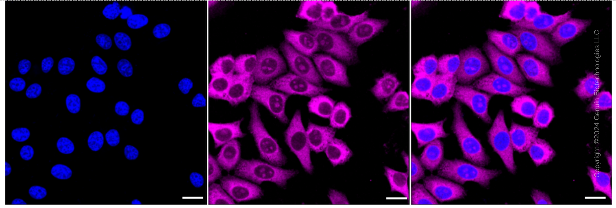 KD-Validated Anti-NAP1L1 Rabbit Monoclonal Antibody ABG1613