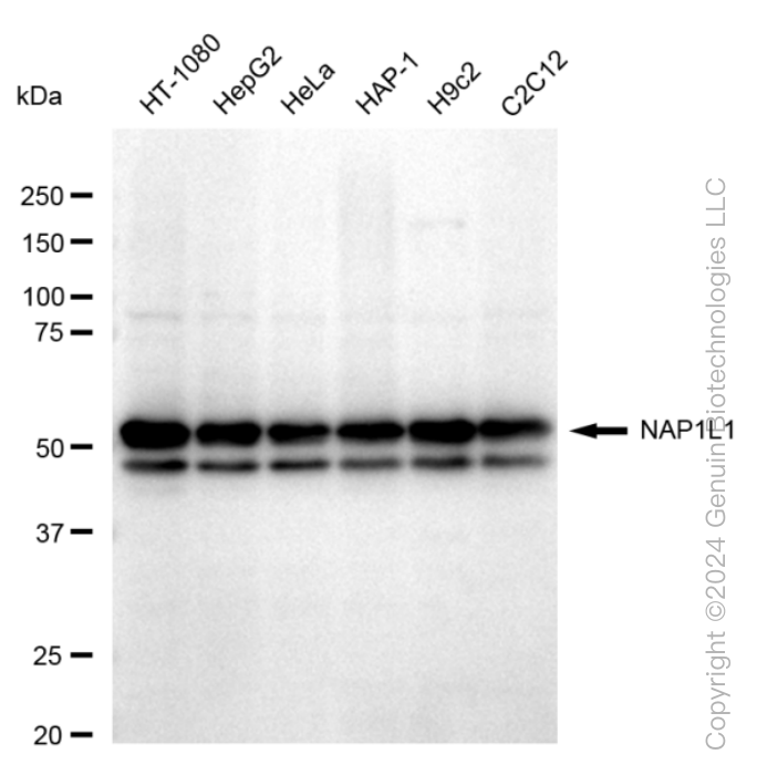KD-Validated Anti-NAP1L1 Rabbit Monoclonal Antibody ABG1613