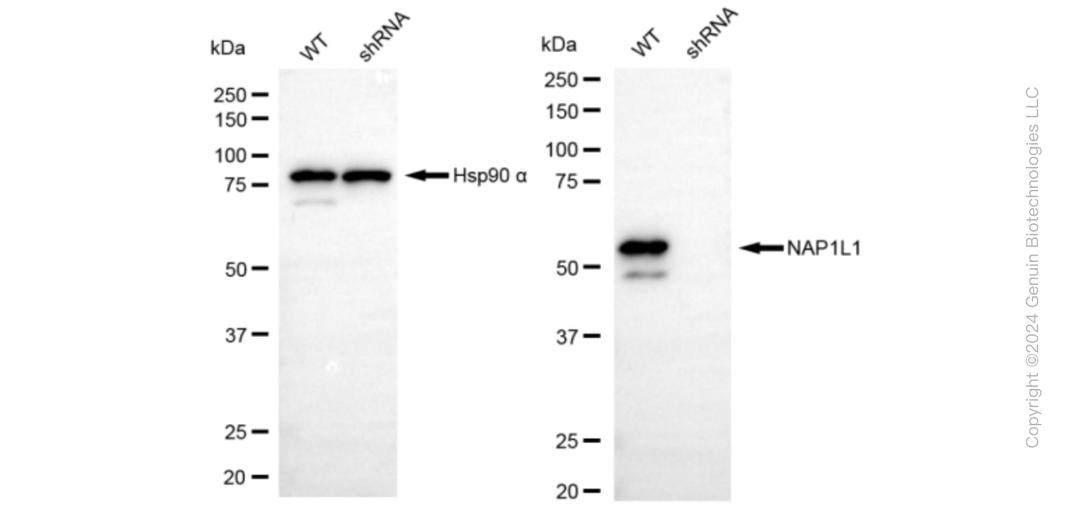 KD-Validated Anti-NAP1L1 Rabbit Monoclonal Antibody ABG1613