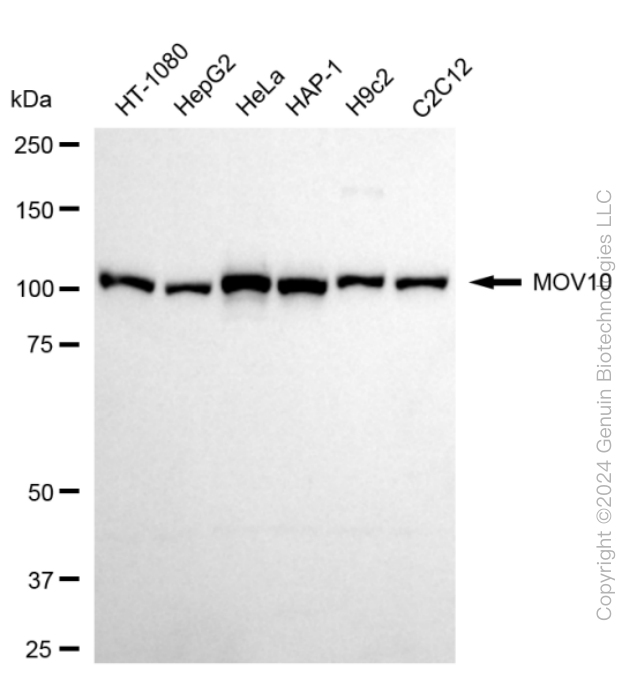 KD-Validated Anti-Mov10 RNA Helicase Rabbit Monoclonal Antibody ABG1614