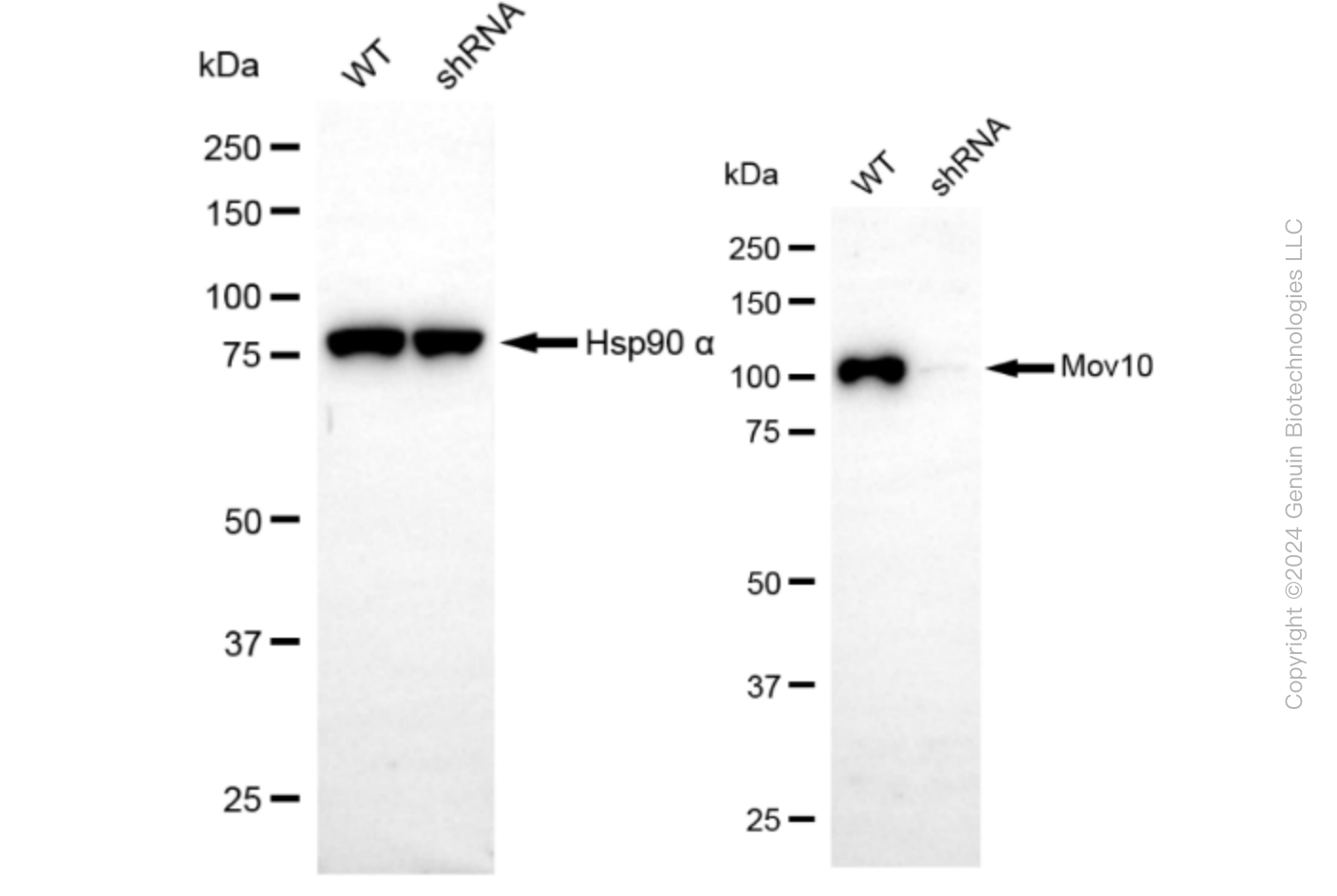 KD-Validated Anti-Mov10 RNA Helicase Rabbit Monoclonal Antibody ABG1614