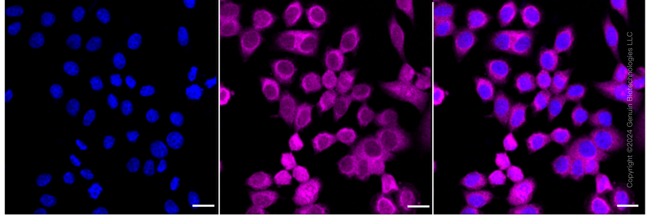 KD-Validated Anti-Proliferation-Associated 2G4 Rabbit Monoclonal Antibody ABG1615