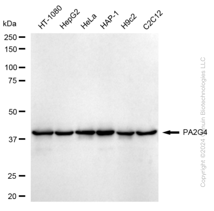 KD-Validated Anti-Proliferation-Associated 2G4 Rabbit Monoclonal Antibody ABG1615