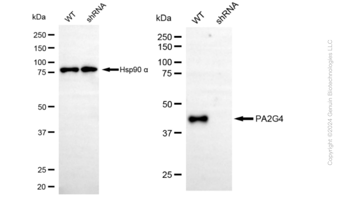 KD-Validated Anti-Proliferation-Associated 2G4 Rabbit Monoclonal Antibody ABG1615