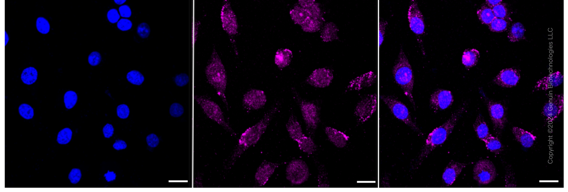 KD-Validated Anti-Nemo Like Kinase Rabbit Monoclonal Antibody ABG1616