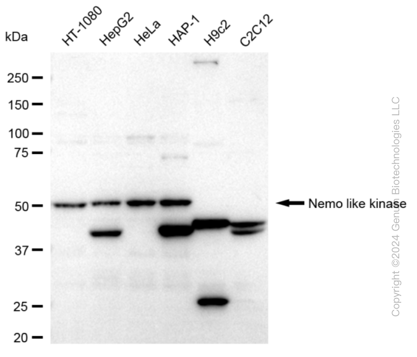 KD-Validated Anti-Nemo Like Kinase Rabbit Monoclonal Antibody ABG1616