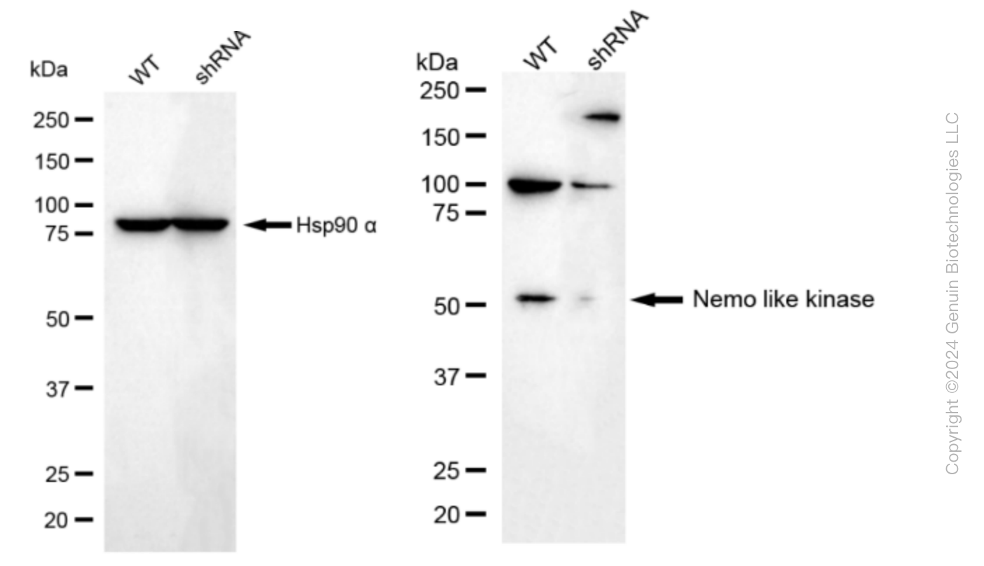 KD-Validated Anti-Nemo Like Kinase Rabbit Monoclonal Antibody ABG1616