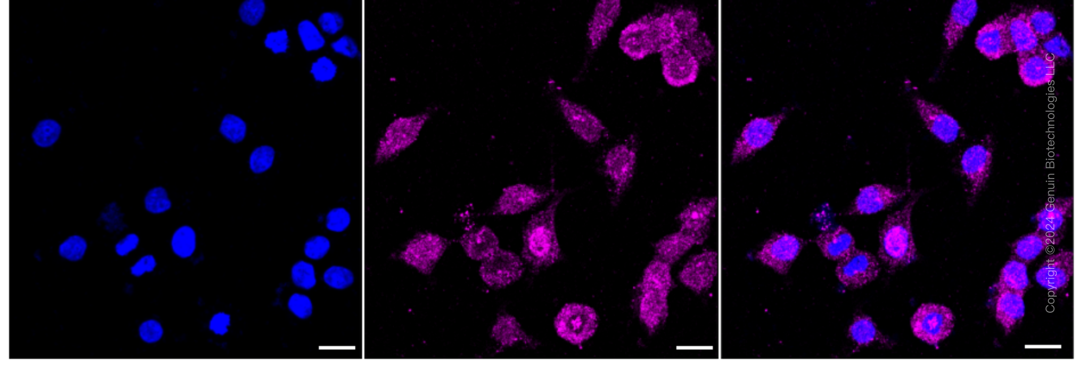 KD-Validated Anti-NDUFA13 Rabbit Monoclonal Antibody ABG1617