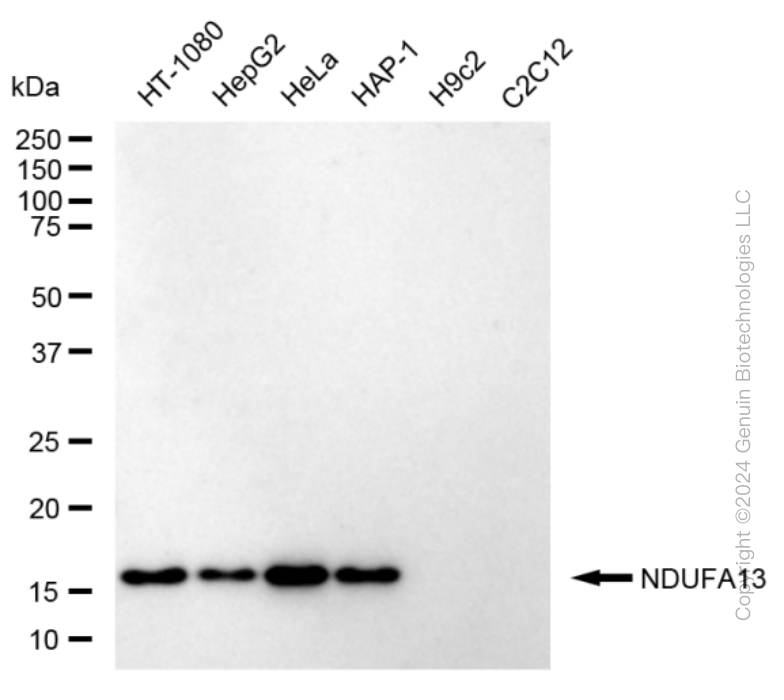 KD-Validated Anti-NDUFA13 Rabbit Monoclonal Antibody ABG1617