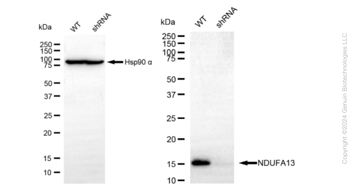 KD-Validated Anti-NDUFA13 Rabbit Monoclonal Antibody ABG1617