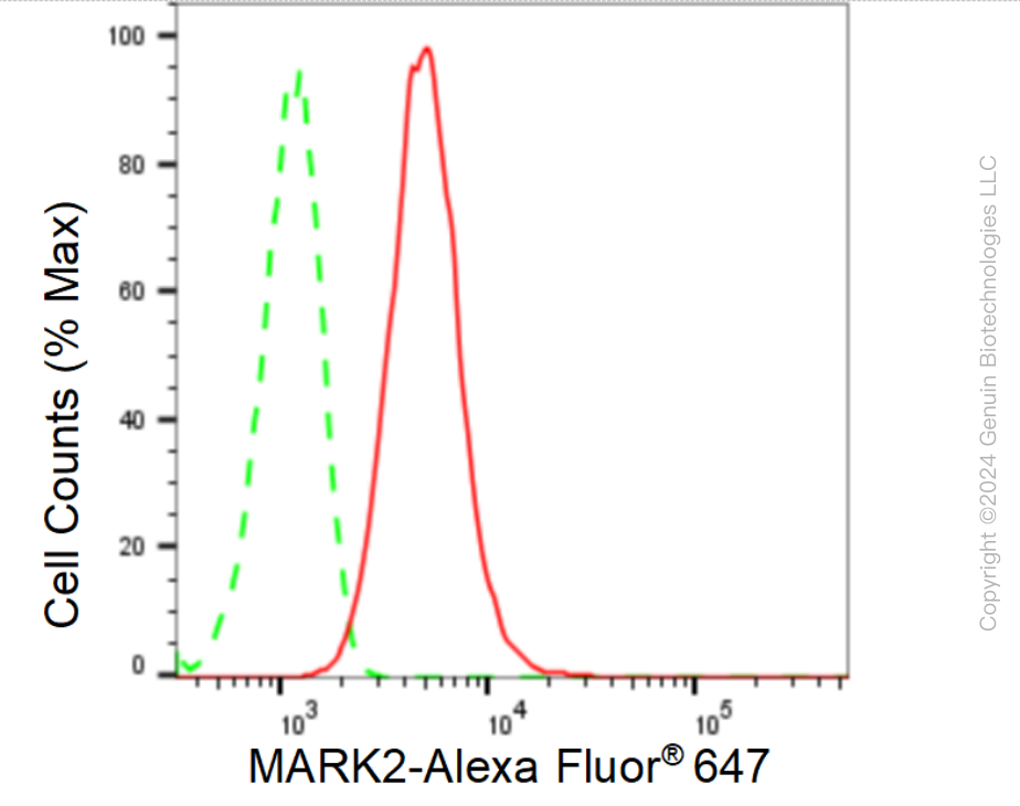 KD-Validated Anti-MARK2 Rabbit Monoclonal Antibody ABG1618