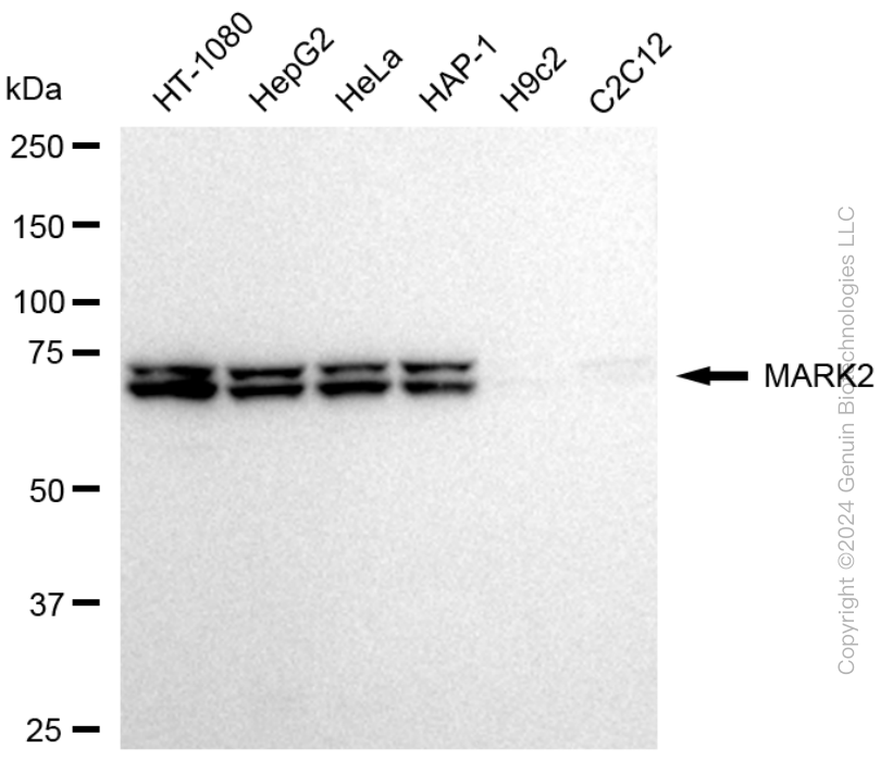 KD-Validated Anti-MARK2 Rabbit Monoclonal Antibody ABG1618