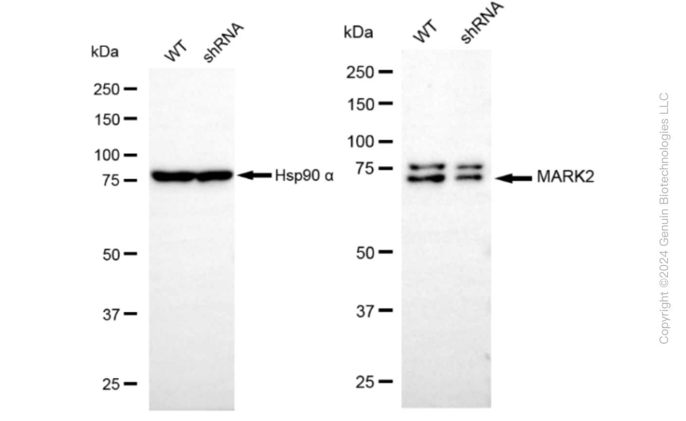KD-Validated Anti-MARK2 Rabbit Monoclonal Antibody ABG1618