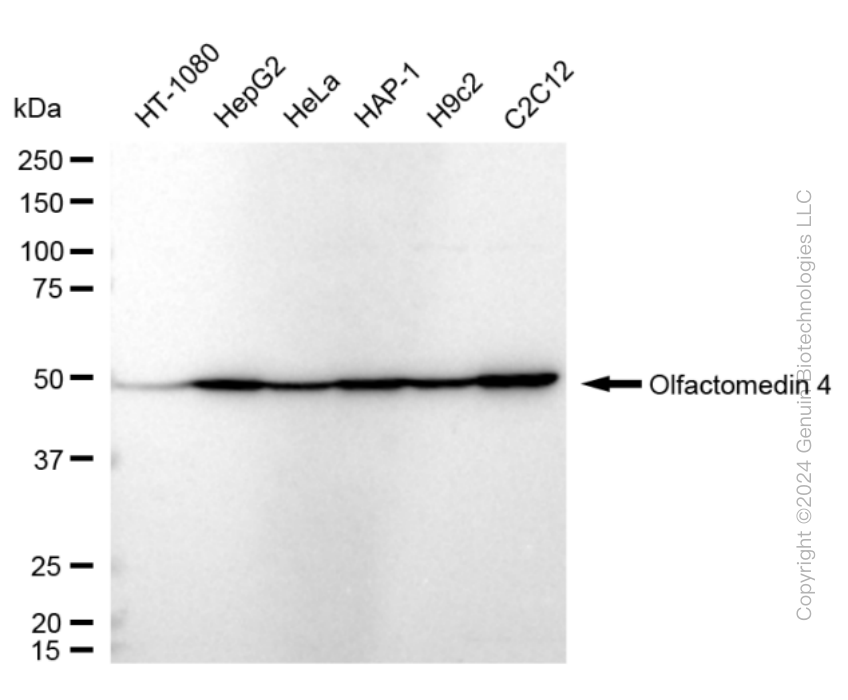 KD-Validated Anti-Olfactomedin 4 Rabbit Monoclonal Antibody ABG1619