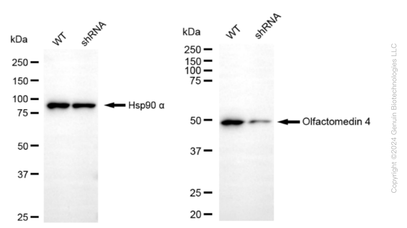 KD-Validated Anti-Olfactomedin 4 Rabbit Monoclonal Antibody ABG1619