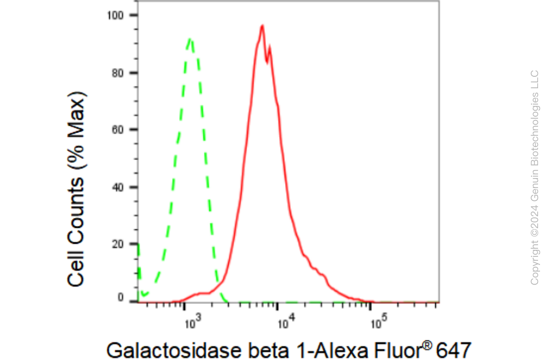 KD-Validated Anti-Galactosidase beta 1 Rabbit Monoclonal Antibody ABG1620