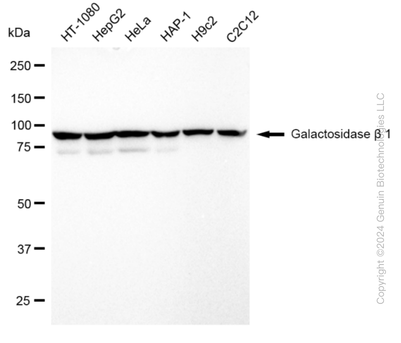 KD-Validated Anti-Galactosidase beta 1 Rabbit Monoclonal Antibody ABG1620