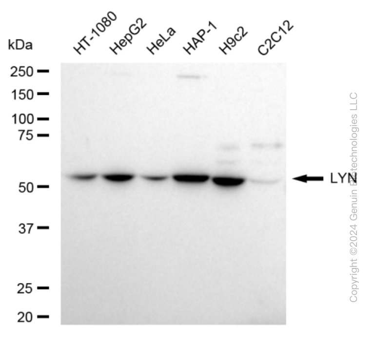 KD-Validated Anti-LYN Proto-Oncogene Rabbit Monoclonal Antibody ABG1621