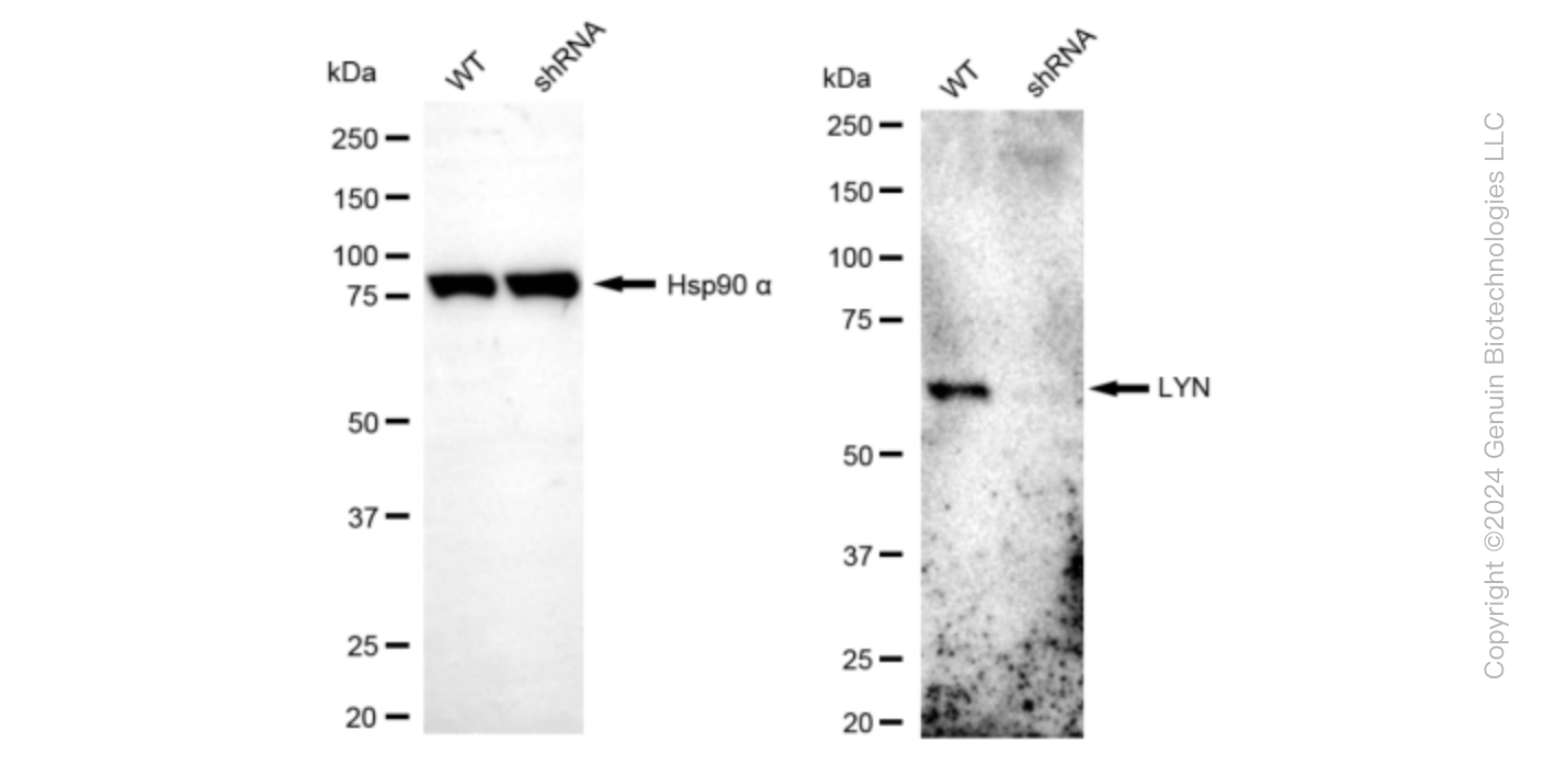 KD-Validated Anti-LYN Proto-Oncogene Rabbit Monoclonal Antibody ABG1621