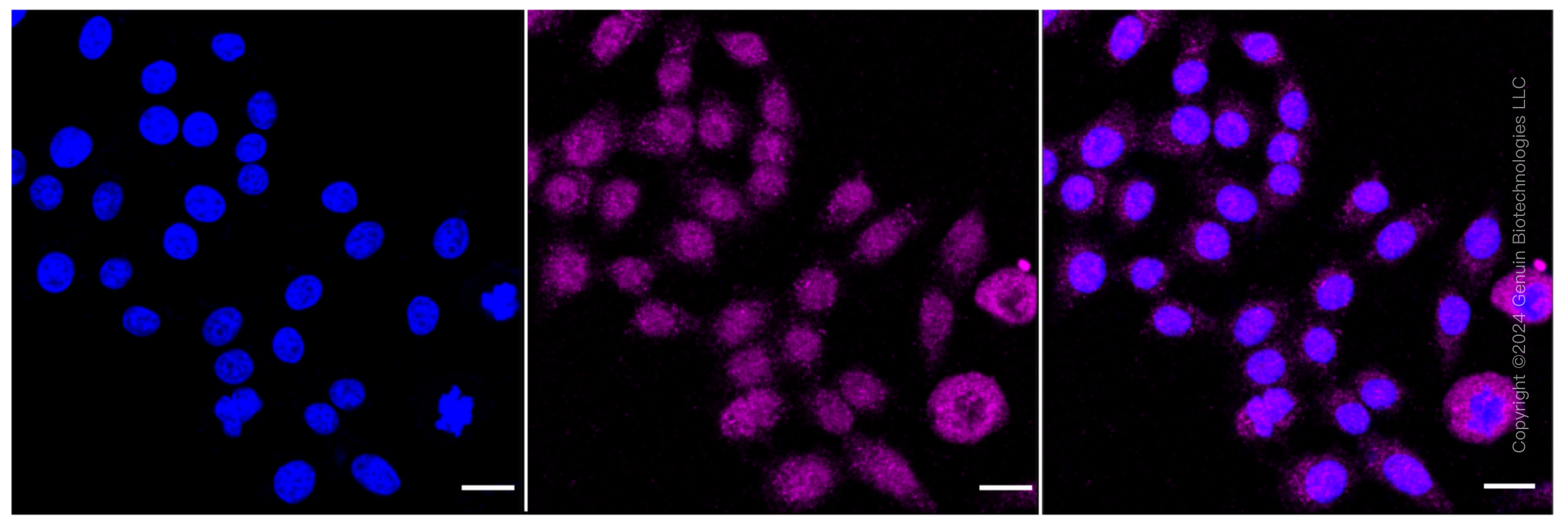 KD-Validated Anti-NR2C2 Rabbit Monoclonal Antibody ABG1622