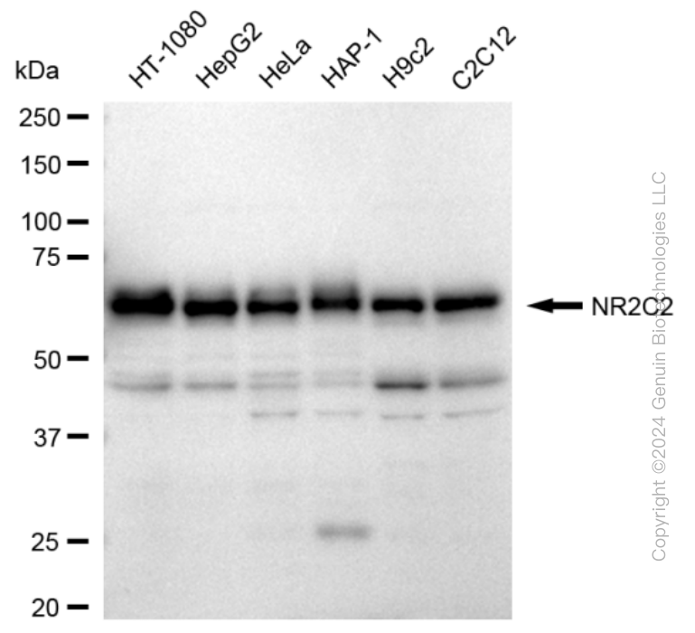 KD-Validated Anti-NR2C2 Rabbit Monoclonal Antibody ABG1622