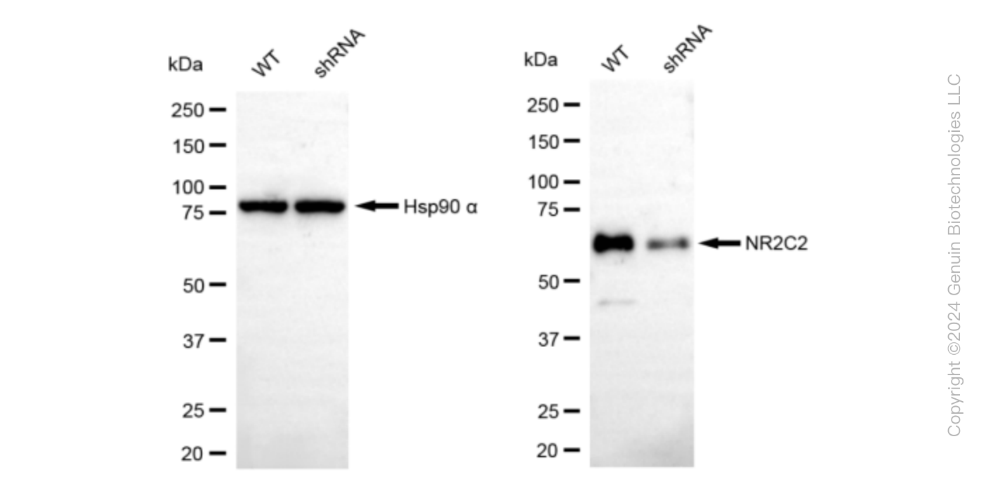 KD-Validated Anti-NR2C2 Rabbit Monoclonal Antibody ABG1622