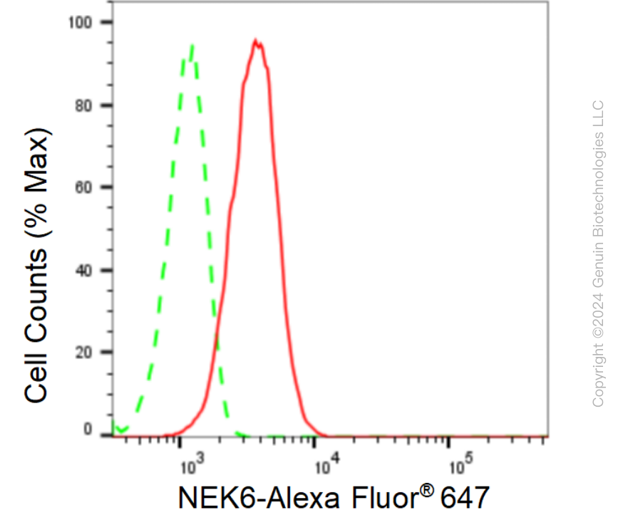 KD-Validated Anti-NIMA Related Kinase 6 Rabbit Monoclonal Antibody ABG1624