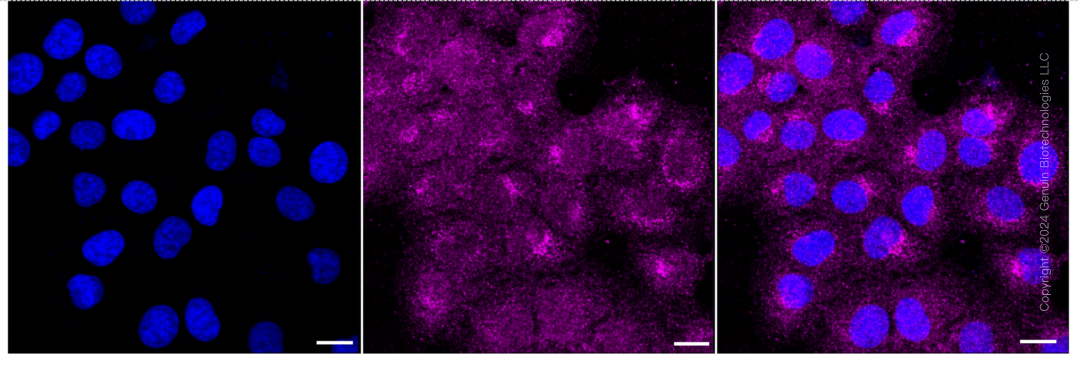 KD-Validated Anti-NIMA Related Kinase 6 Rabbit Monoclonal Antibody ABG1624