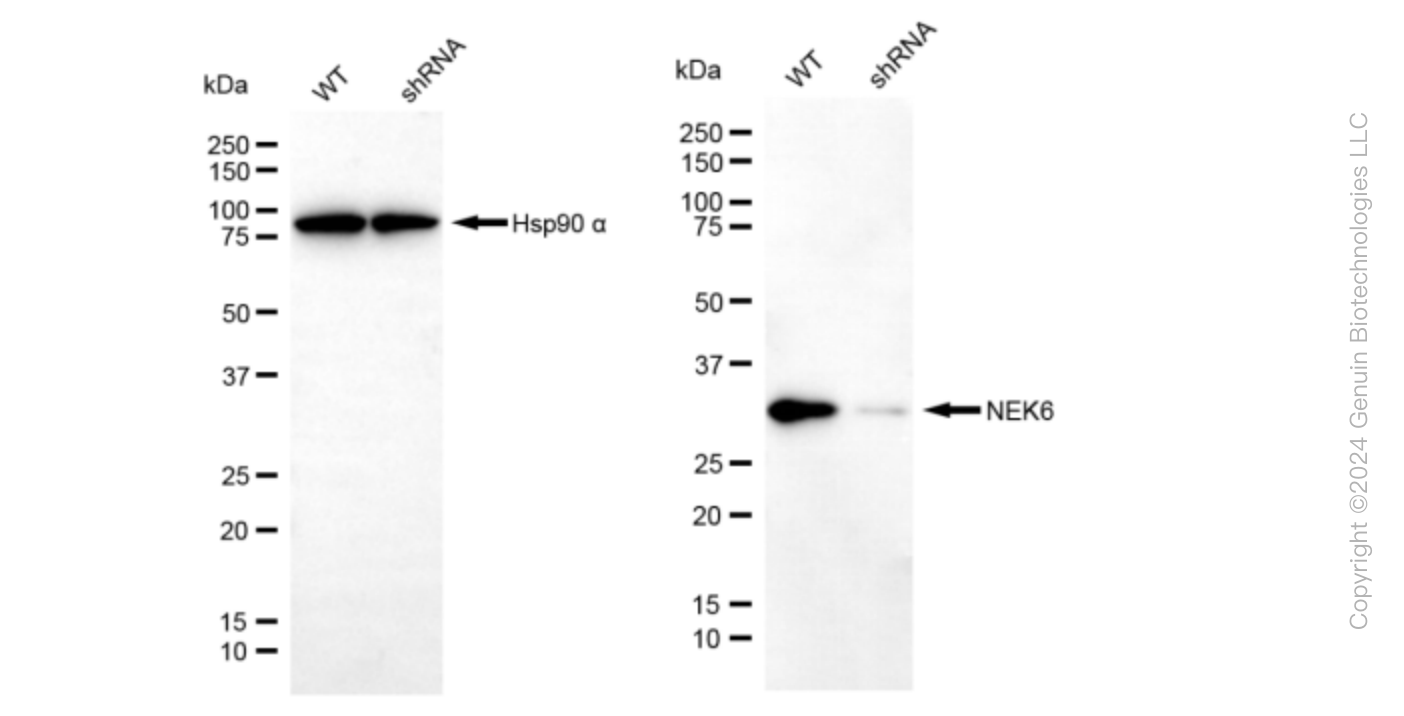 KD-Validated Anti-NIMA Related Kinase 6 Rabbit Monoclonal Antibody ABG1624