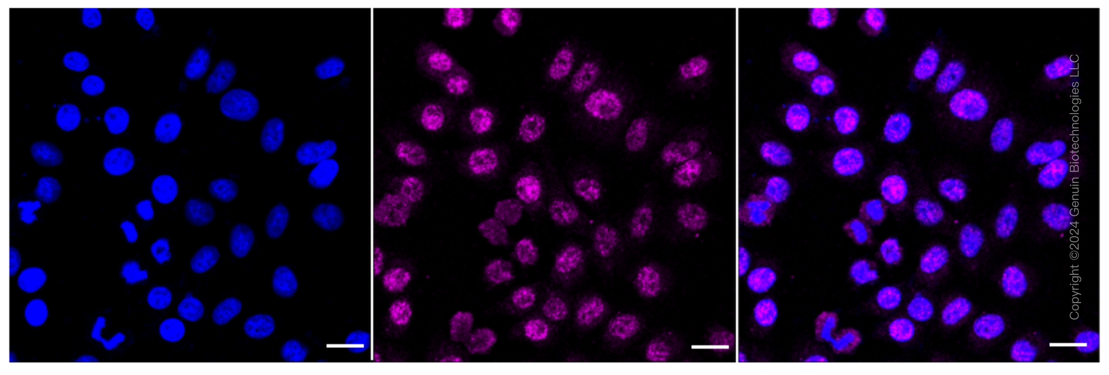 KD-Validated Anti-PCBD1 Rabbit Monoclonal Antibody ABG1625