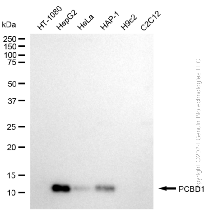 KD-Validated Anti-PCBD1 Rabbit Monoclonal Antibody ABG1625
