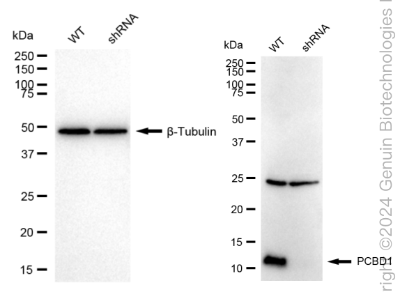 KD-Validated Anti-PCBD1 Rabbit Monoclonal Antibody ABG1625
