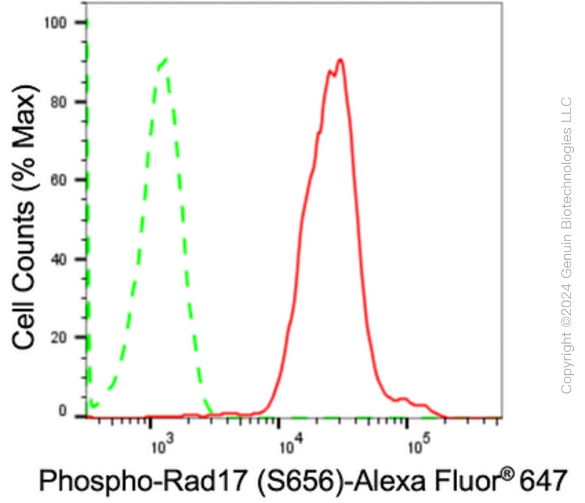 KD-Validated Anti-Phospho-Rad17 (S656) Rabbit Monoclonal Antibody ABG1626