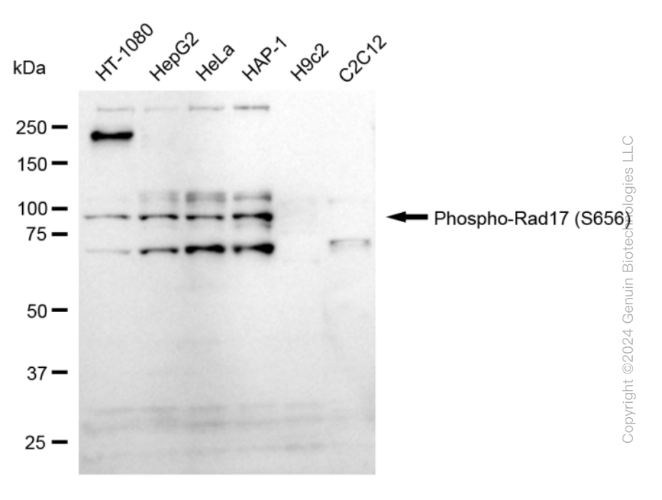 KD-Validated Anti-Phospho-Rad17 (S656) Rabbit Monoclonal Antibody ABG1626