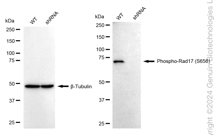 KD-Validated Anti-Phospho-Rad17 (S656) Rabbit Monoclonal Antibody ABG1626