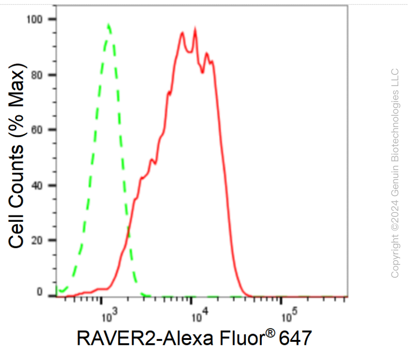 KD-Validated Anti-RAVER2 Rabbit Monoclonal Antibody ABG1627