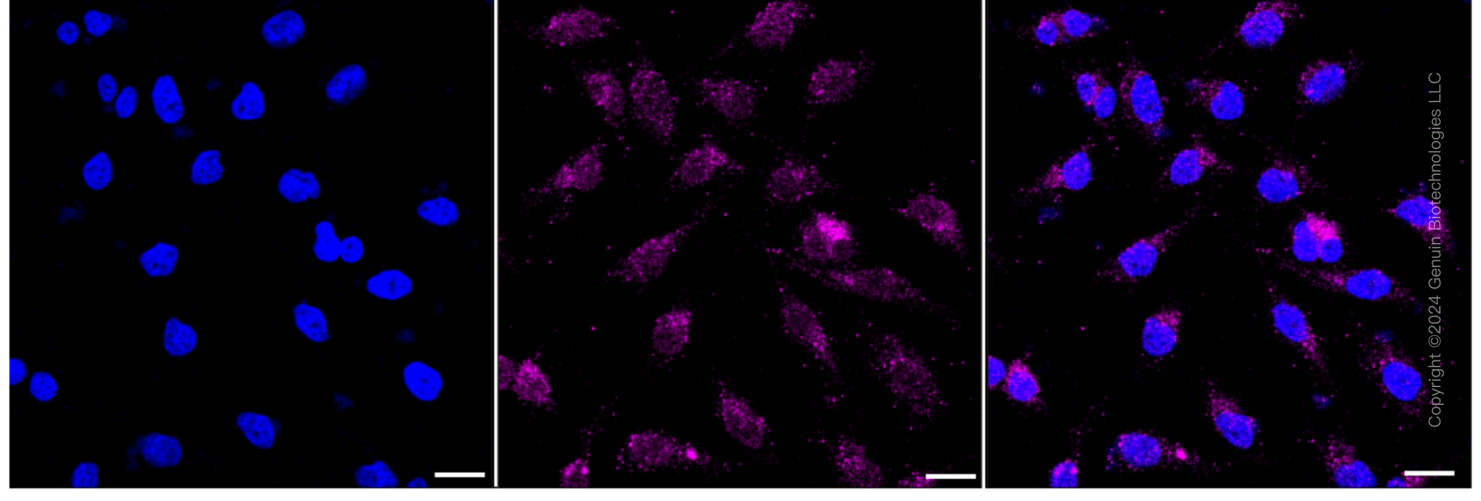 KD-Validated Anti-Rab4 Rabbit Monoclonal Antibody ABG1628