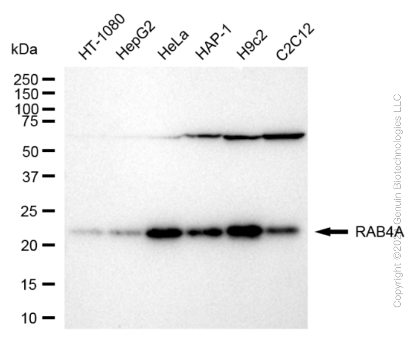 KD-Validated Anti-Rab4 Rabbit Monoclonal Antibody ABG1628