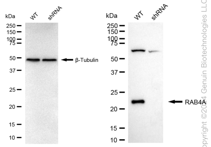 KD-Validated Anti-Rab4 Rabbit Monoclonal Antibody ABG1628