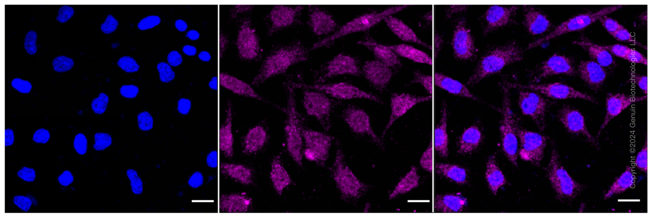 KD-Validated Anti-PRMT5 Rabbit Monoclonal Antibody ABG1630