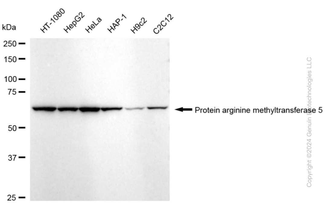 KD-Validated Anti-PRMT5 Rabbit Monoclonal Antibody ABG1630