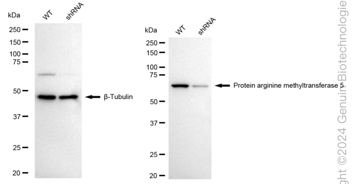 KD-Validated Anti-PRMT5 Rabbit Monoclonal Antibody ABG1630